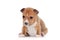 Basenji puppy, isolated on a white background