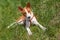 Basenji puppy laying in the grass