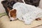 Basenji puppy sweet sleep under  bed-sheet