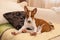 Basenji puppy sweet stretching itself after sleeping on a sofa
