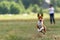 Basenji running full speed at lure coursing sport