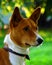 Basenji`s interest