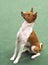 Basenji sitting