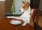 Basenji is sitting at the dinner table and waiting for the service by master-waiter