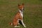 Basenji sitting to attention