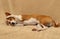 Basenji sleeping sweet on a soft bedspread