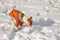 Basenji sniffing around in unknown snow