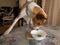 Basenji standing on a dinner table and sniffing bowl with with cottage cheese leftovers