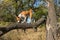 Basenji strolling on a broken tree branch in search of food at sunny day