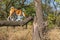 Basenji strolling on a tree branchsr sunny day