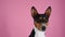 Basenji in the studio on a pink background. Close up frontal portrait of a Congolese dog with protruding ears. Slow