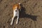 Basenji is warming itself by lying on the black soil under first spring sun