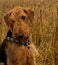 Bashful Airedale terrier dog sits in wheat field