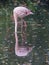 Bashful flamingo