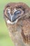 Bashful owl alone in a field in hertfordshire, England