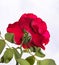 Bashful rose - Isolated red rose facing away from viewer with green leaves