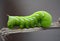 A Bashful Tomato Horn Worm