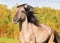 Bashkir horse portrait
