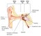 Basic anatomy of the ear