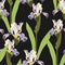 Basic RGBSeamless floral pattern. Arrangement blue yellow iris flowers on a black background. Hand-drawn illustration.