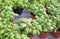 basil aromatic plant in the pots