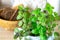 basil in a blue pot close-up, lots of leaves, edible greens, slices of bread