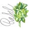 Basil. Botanical drawing of a basil leaver. Watercolor beautiful illustration of culinary herbs used for cooking and