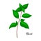 Basil branch. Vector illustration spicy herb is isolated on white.