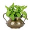 Basil and a brass utensil