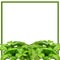 Basil Bunch Border