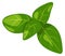 Basil cartoon icon. Green leaves aroma seasoning