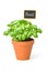 Basil in a clay pot with a label
