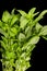 Basil Culinary Herb