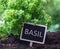 Basil culinary herb, aromatic plant and text label. Great or sweet basil in soil, close up