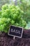 Basil culinary herb, aromatic plant and text label. Great or sweet basil in soil, close up