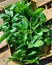 basil, cut sprigs of fresh basil, aromatic plants, green basil harvested in the garden, summer harvest from the plot