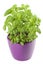 Basil in a flowerpot