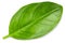 Basil. Fresh green basil leaves. Basil plant. Herbs and spice. Aromatic green leaves. Herbal for cooking salad with vegetables