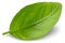 Basil. Fresh green basil leaves. Basil plant. Herbs and spice. Aromatic green leaves. Herbal for cooking salad with vegetables