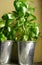 Basil fresh herbs in pots