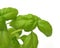 Basil fresh leaves