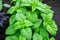 Basil green leaves close - up growing organic plants. Ocimum basilicum