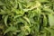 Basil green leaves. Organic spices basil green leave for cooking. Nature background