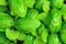 Basil green texture background organic food spice growing