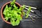 Basil growing in flowerpot at home