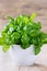 Basil growing in a pot