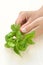 Basil, hands of young woman holding fresh herbs