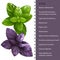 Basil herb leaves infographic, vector illustration