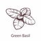 Basil icon. Botanical hand drawn sketch for labels and packages restaurant or cafe menu in engraving style cooking