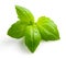 Basil isolated